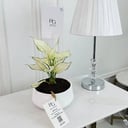 AGLAONEMA white Plant 35cm No.16719