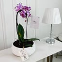 Phalaenopsis Plant No.16786