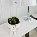 Echeveria Plant potsize 8cm, height 15cm: No.16740