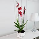 Phalaenopsis Plant No.16817