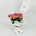 chrysanthemum purple No.9548