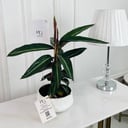 Calathea Plant No.16813