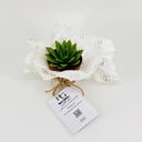 Echeveria No.9596-423