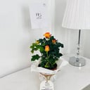Garden roses Plant No.17912