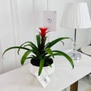 Guzmania Plant No.16739