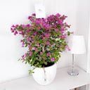Bougainvillea Plant No.17933