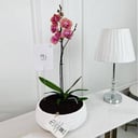 Phalaenopsis Plant No.16789