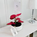 AGLAONEMA red Plant 35cm No.16746