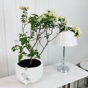 White Bougainvillea Plant No.16880