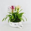 Guzmania plant vase No.15401