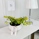 Golden duranta Plant No.16908