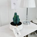 Cactus Plant No.16713
