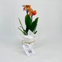 Orchid plant No.11317