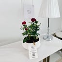 Rosa Plant No.16702