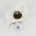 Cactus No.9604