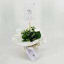 Kalanchoe Rosalina white No.9552