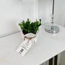 Crassula Ovata Plant No.18153