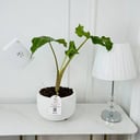 Alocasia Plant No.18015