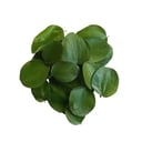 Sidr leaves 