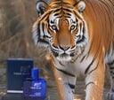 عطر تايقر بلو