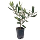 Small Olive Tree