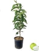 Guava