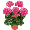 Geranium Pink