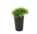 Korean Grass- 1/3 Pots