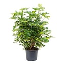 Schefflera Arbolicola