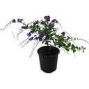 Duranta Repens