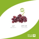 Tabuk Red Grapes - 10 Punnets Carton