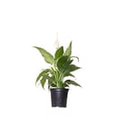 Spathyphyllum Sweet Chico