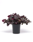 Alternanthera ( Ground Cover)