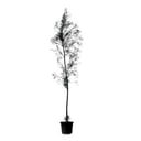 Casuarina Tree