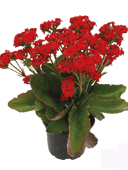 Kalanchoe Red