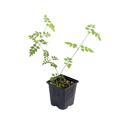 Jasminum Grandiflorum