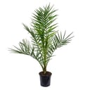 Phoenix Canariensis