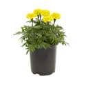 Marigold 