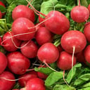 Organic Red Radish
