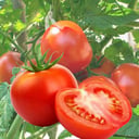 Organic Tomato 