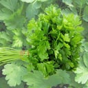 Parsley