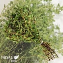 Organic Thyme