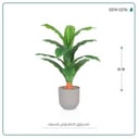 شجرة ورق موز صغير بمركن بلاستيك أسطواني