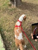 Essential Dog Harness