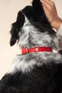 Essential Dog Collar