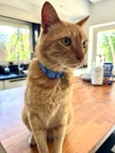 Essential Cat Collar