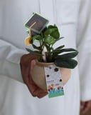 نبته بالفخار مع تغريسة تخرج