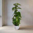 Pothos Gold