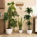 Summer Plants Package