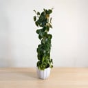 Philodendron scandens Brazil